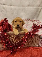 Lilac, a female Labrador Retriever for sale in Lyons, NY – Photo 2 of 6