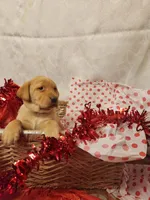 Lilac, a female Labrador Retriever for sale in Lyons, NY – Photo 4 of 6