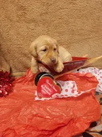 Gary, a male Labrador Retriever for sale in Lyons, NY – Photo 2 of 5