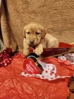 Gary, a male Labrador Retriever for sale in Lyons, NY – Photo 1 of 5