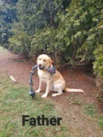 Gary, a male Labrador Retriever for sale in Lyons, NY – Photo 5 of 5