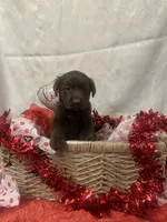 Valentine, a female Labrador Retriever for sale in Lyons, NY – Photo 3 of 7