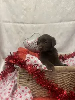 Valentine, a female Labrador Retriever for sale in Lyons, NY – Photo 4 of 7