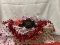 Valentine, a female Labrador Retriever for sale in Lyons, NY – Photo 1 of 7