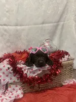 Valentine, a female Labrador Retriever for sale in Lyons, NY – Photo 2 of 7