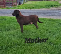 Valentine, a female Labrador Retriever for sale in Lyons, NY – Photo 5 of 7
