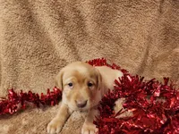 George, a male Labrador Retriever for sale in Lyons, NY – Photo 3 of 5