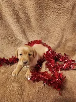 George, a male Labrador Retriever for sale in Lyons, NY – Photo 1 of 5