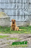 George, a male Labrador Retriever for sale in Lyons, NY – Photo 4 of 5
