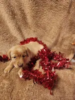George, a male Labrador Retriever for sale in Lyons, NY – Photo 2 of 5