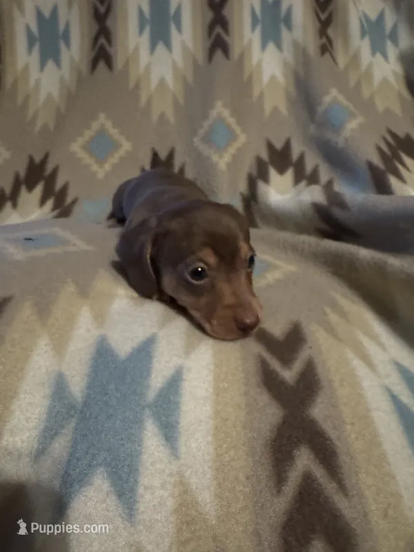 Dolly  – Miniature Dachshund puppy for sale in Joplin, MO