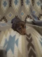 Dolly , a female Miniature Dachshund for sale in Joplin, MO – 1 of 2