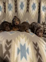 Reba , a female Miniature Dachshund for sale in Joplin, MO – 3 of 3