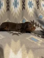Shooter , a male Miniature Dachshund for sale in Joplin, MO – 2 of 3
