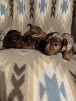 Waylon , a male Miniature Dachshund for sale in Joplin, MO – 3 of 3