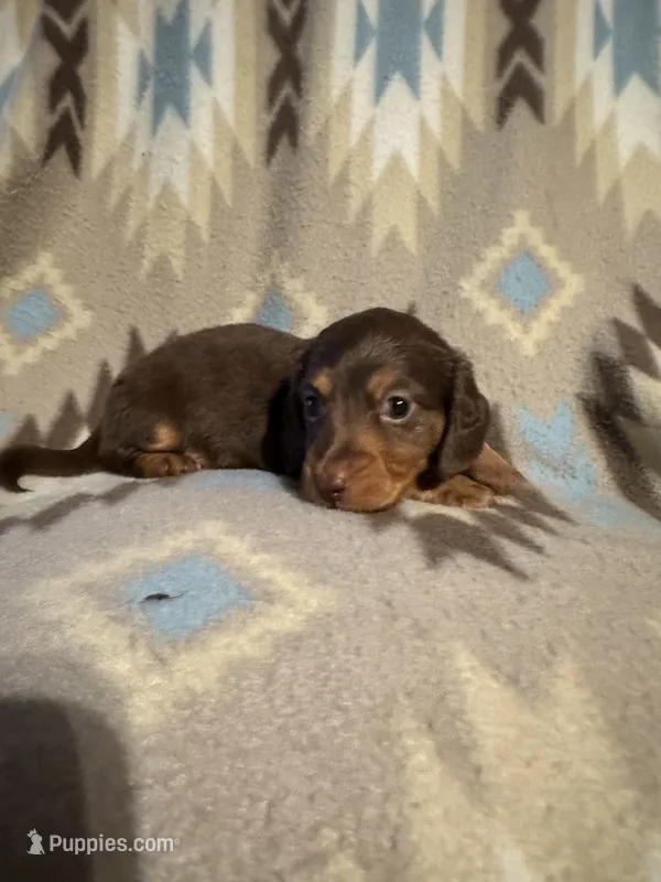 Shooter  – Miniature Dachshund puppy for sale in Joplin, MO