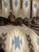 Shooter , a male Miniature Dachshund for sale in Joplin, MO – 3 of 3