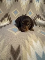 Reba , a female Miniature Dachshund for sale in Joplin, MO – 1 of 3