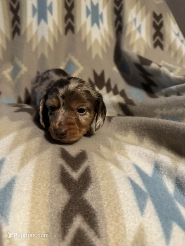 Waylon  – Miniature Dachshund puppy for sale in Joplin, MO