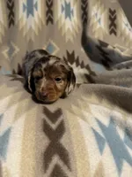 Waylon , a male Miniature Dachshund for sale in Joplin, MO – 1 of 3
