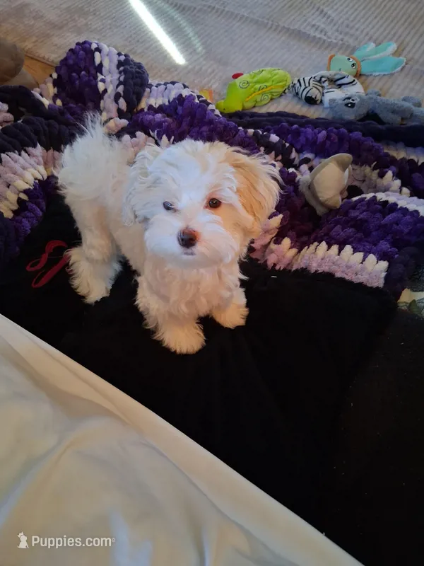 Tanner – Maltipoo puppy for sale in La Crosse, WI