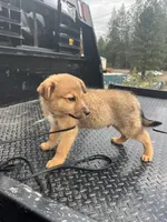 Shiloh, a male Belgian Malinois for sale in Athol, ID – Photo 2 of 5