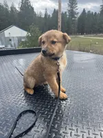 Shiloh, a male Belgian Malinois for sale in Athol, ID – Photo 3 of 5