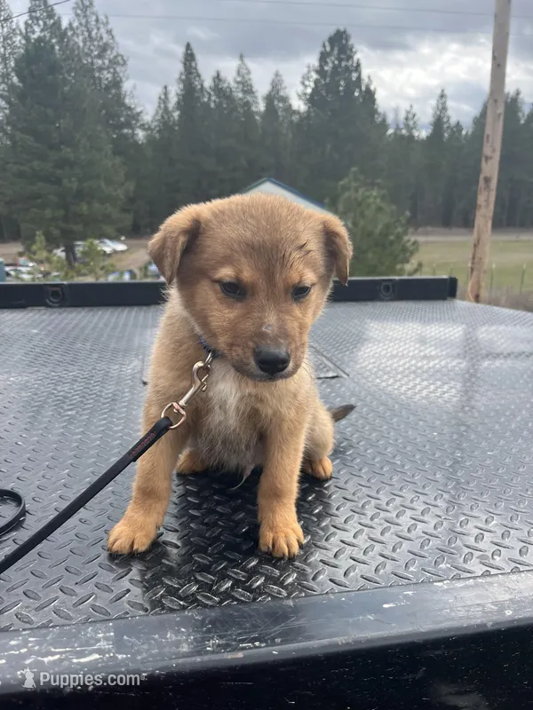 Shiloh – Belgian Malinois puppy for sale in Athol, ID