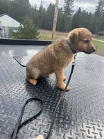 Shiloh, a male Belgian Malinois for sale in Athol, ID – Photo 4 of 5