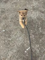 Shiloh, a male Belgian Malinois for sale in Athol, ID – Photo 5 of 5