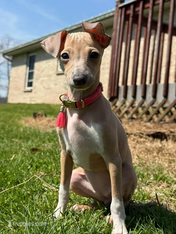 Noodle – Italian Greyhound puppy for sale in Hamilton, OH