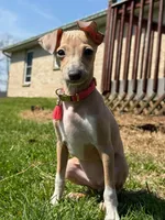 Noodle, a female Italian Greyhound for sale in Hamilton, OH – 1 of 8