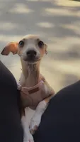 Noodle, a female Italian Greyhound for sale in Hamilton, OH – 2 of 8