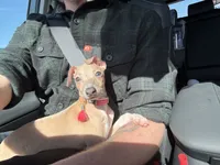 Noodle, a female Italian Greyhound for sale in Hamilton, OH – 4 of 8