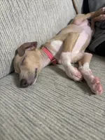 Noodle, a female Italian Greyhound for sale in Hamilton, OH – 5 of 8