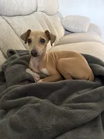 Noodle, a female Italian Greyhound for sale in Hamilton, OH – 7 of 8