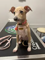 Noodle, a female Italian Greyhound for sale in Hamilton, OH – 3 of 8