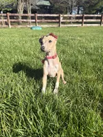 Noodle, a female Italian Greyhound for sale in Hamilton, OH – 8 of 8