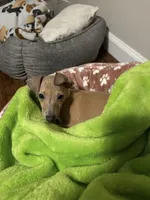 Noodle, a female Italian Greyhound for sale in Hamilton, OH – 6 of 8