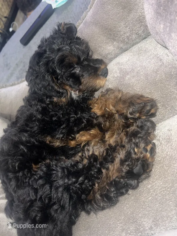 Pup – Poodle - Miniature  puppy for sale in Charlotte, NC