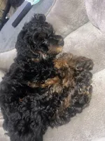 Pup, a male Poodle - Miniature  for sale in Charlotte, NC – 1 of 3