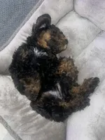 Pup, a male Poodle - Miniature  for sale in Charlotte, NC – 3 of 3