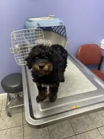 Pup, a male Poodle - Miniature  for sale in Charlotte, NC – 2 of 3