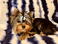 Oscar, a male Yorkshire Terrier for sale in Shirley, NY – 9 of 10