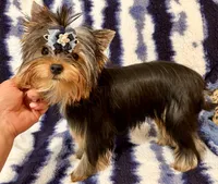 Oscar, a male Yorkshire Terrier for sale in Shirley, NY – 10 of 10