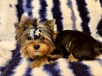 Oscar, a male Yorkshire Terrier for sale in Shirley, NY – 6 of 10