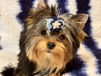 Oscar, a male Yorkshire Terrier for sale in Shirley, NY – 7 of 10