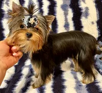 Oscar, a male Yorkshire Terrier for sale in Shirley, NY – 5 of 10
