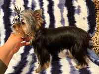 Oscar, a male Yorkshire Terrier for sale in Shirley, NY – 8 of 10