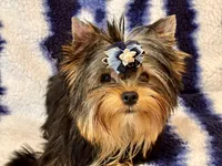 Oscar, a male Yorkshire Terrier for sale in Shirley, NY – 3 of 10
